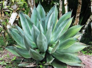 ALOE VERA for hair