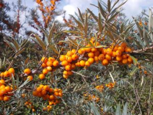 SEA BUCKTHORN SEED OIL