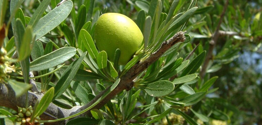 argan fruit