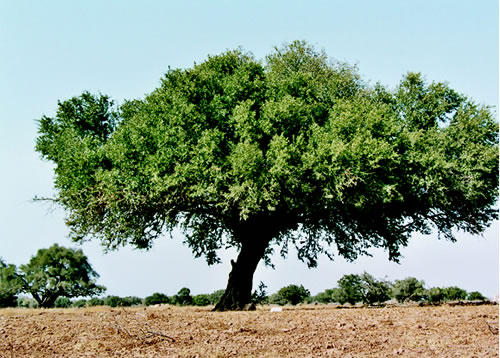 argan tree