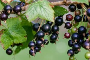 BLACK CURRANT A WONDER FRUIT