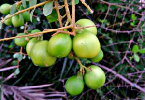 argan fruits