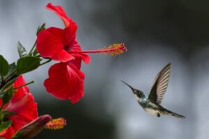 HIBISCUS flowers for hair