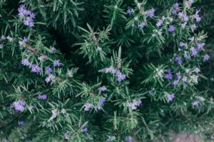 ROSEMARY OIl for hair