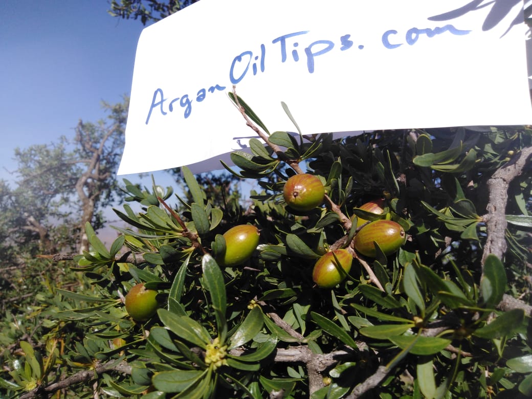 Tracing the Roots: Exploring the Origins of Argan Oil from Moroccan Argan Trees