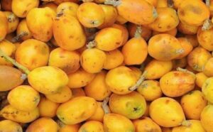 MARULA OIL