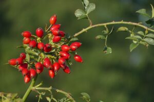 ROSE HIP SEED OIL