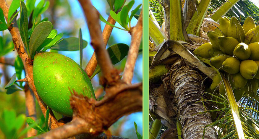 argan and coconut fruits