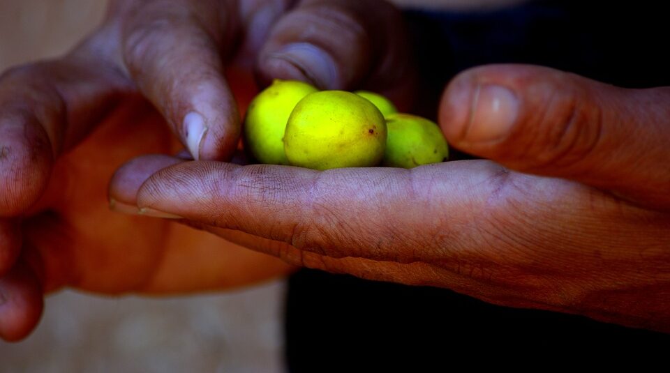 10 Centuries-old Secrets Behind Moroccan Argan Oil for Your Use